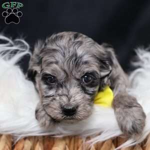 Ringo, Cavapoo Puppy